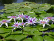 lillypads